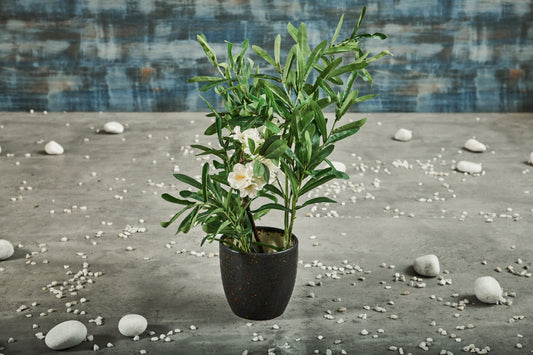 A Tiny Mistake Charcoal and Copper Tints Ceramic Planter (One Piece)