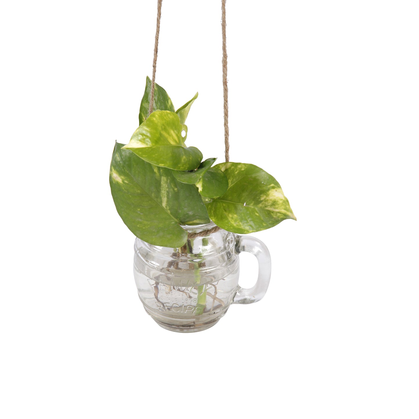 A Tiny Mistake Hanging Pot Belly Glass Mason Jars with Jute Rope (Set of Two)